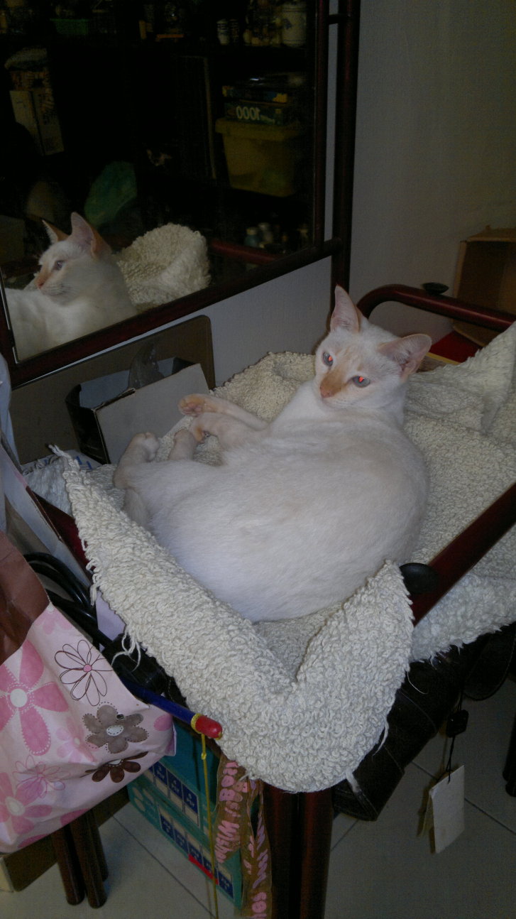 Picture of a cat / kitten / feline