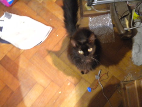 Picture of a cat / kitten / feline