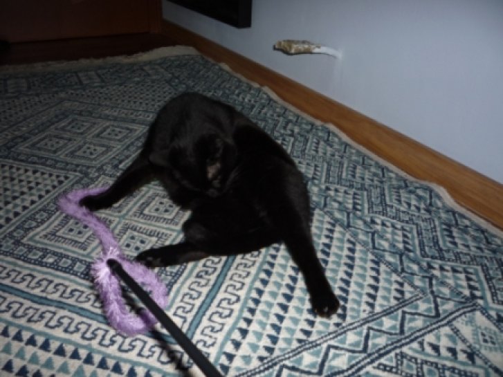 Picture of a cat / kitten / feline