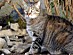 View full size picture