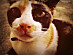 View full size picture