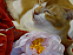 View full size picture