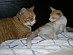 View full size picture