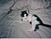 View full size picture
