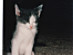 View full size picture