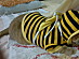 View full size picture