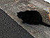 View full size picture