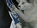 View full size picture