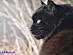 View full size picture
