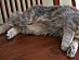 View full size picture