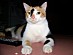 View full size picture