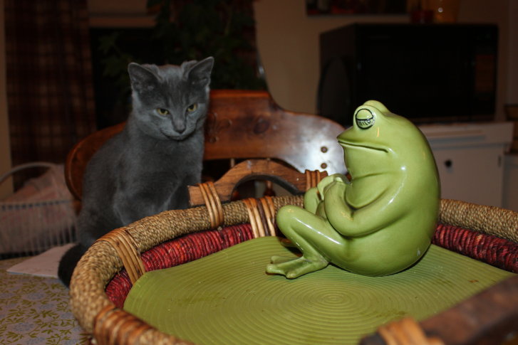 Picture of a cat / kitten / feline