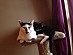 View full size picture