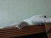 View full size picture