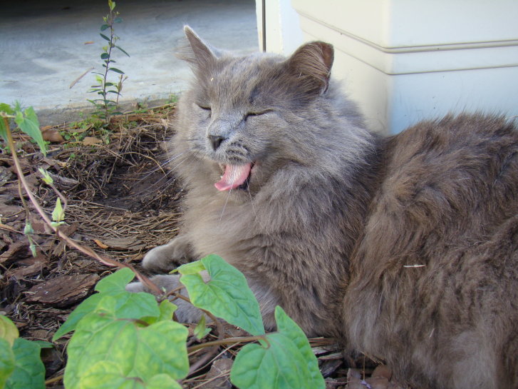 Picture of a cat / kitten / feline