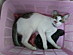 View full size picture