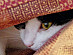 View full size picture