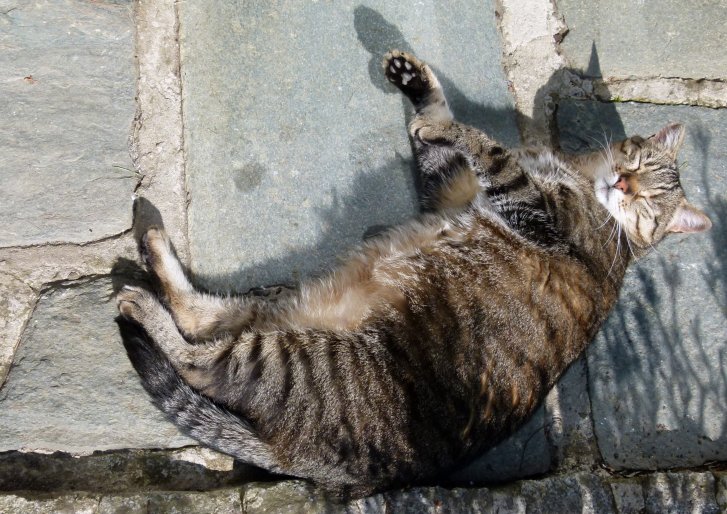 Picture of a cat / kitten / feline