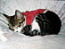 View full size picture