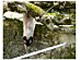 View full size picture