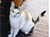 View full size picture