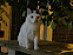 View full size picture