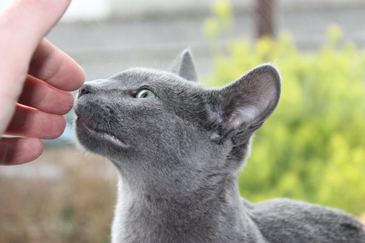 Picture of a cat / kitten / feline