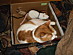 View full size picture