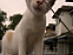 View full size picture