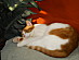 View full size picture
