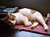 View full size picture
