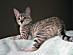 View full size picture