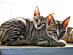 View full size picture