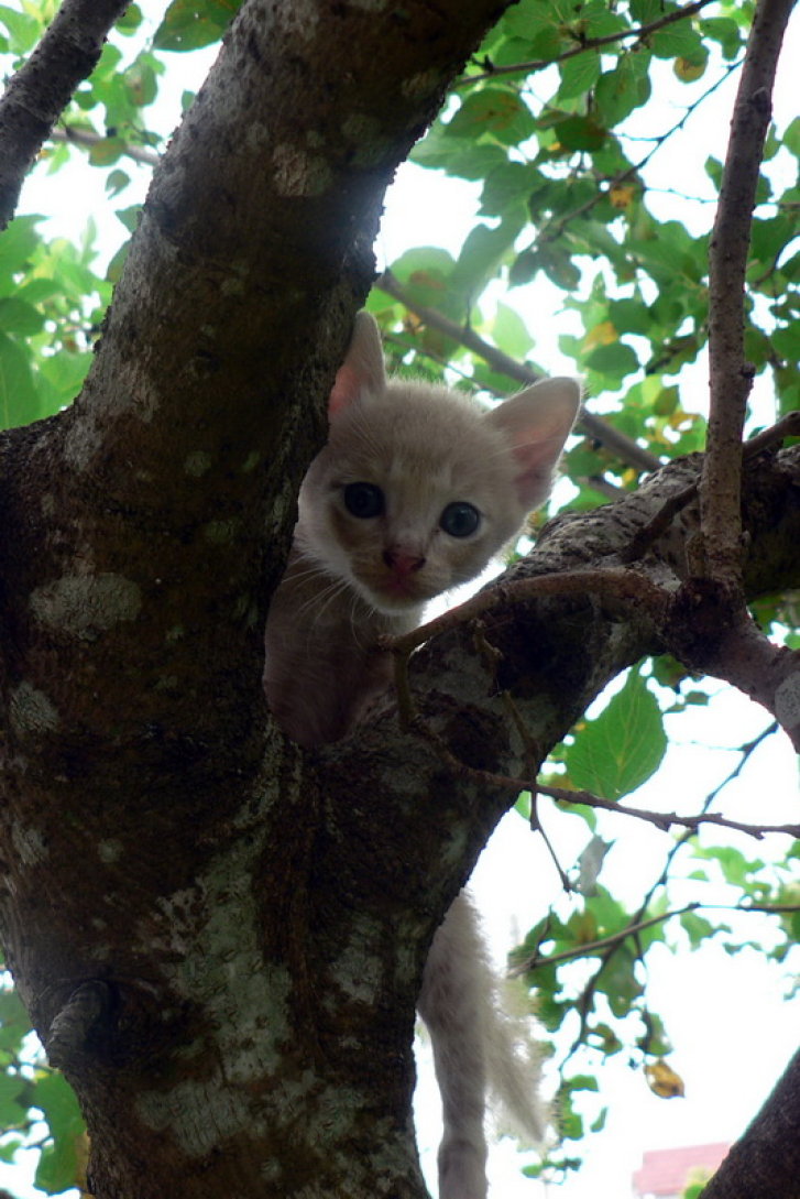 Picture of a cat / kitten / feline