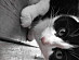 View full size picture