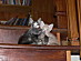 View full size picture