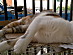 View full size picture