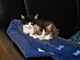 View full size picture