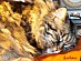 View full size picture