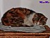 View full size picture