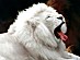 View full size picture