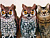 View full size picture