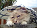 View full size picture