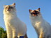 View full size picture