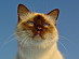 View full size picture
