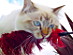 View full size picture