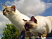 View full size picture