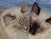 View full size picture