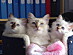 View full size picture