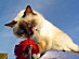 View full size picture